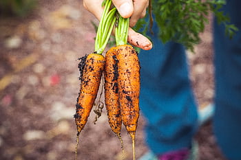 A hand holding freshly harvested organic carrots with soil in a garden setting. HD wallpaper