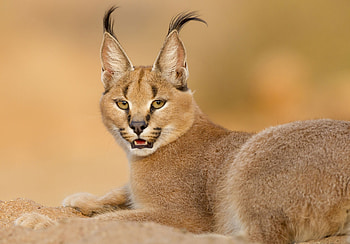 Fascinating caracal, Stunning visuals, Dynamic pose, Attention-grabbing HD wallpaper