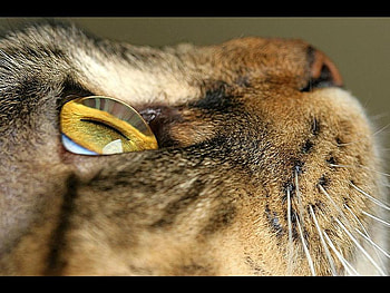 EYE oF THE tIGER, eye-of-the-tiger HD wallpaper