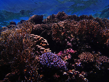 Nature, Coral, Underwater World, Nautical, Maritime, Reef HD wallpaper