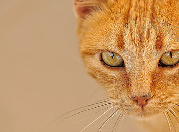 Cat, pisica, animal, eyes, face, orange, ginger HD wallpaper