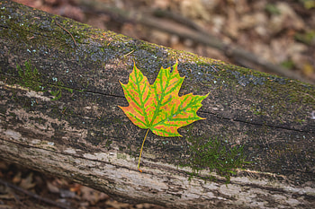 Autumn, Macro, Sheet, Leaf, Maple, Bark HD wallpaper