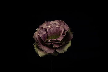 Drops, Dark, Rose Flower, Rose, Bud, Dark Background, Garden Rose HD wallpaper