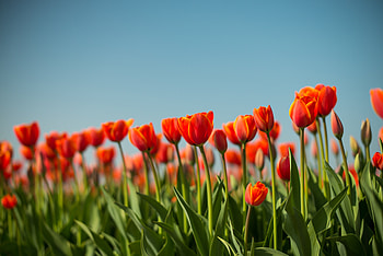 Flowers, Flower Bed, Flowerbed, Spring, Tulip HD wallpaper