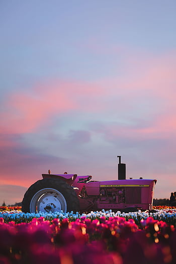 A stunning pink tractor in vibrant tulip fields during a que sunset in Woodburn, Oregon. HD phone wallpaper