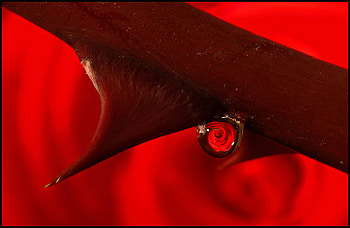 Thorne n Rose, mirror, rose, red, thorne, hot, scarlet HD wallpaper