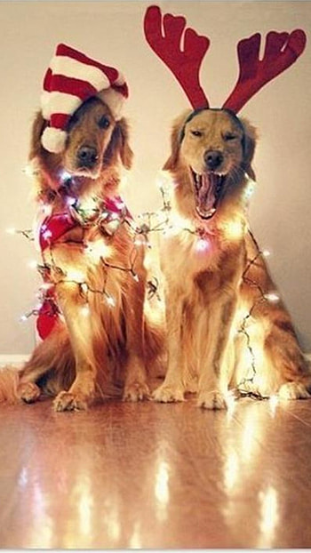 Christmas Dog, Merry Christmas HD phone wallpaper