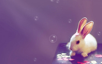 bunny rabbit, buuny, heart, bubbles, rabbit HD wallpaper