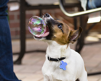 A bubble for you, dog, funny, catch, bubble HD wallpaper