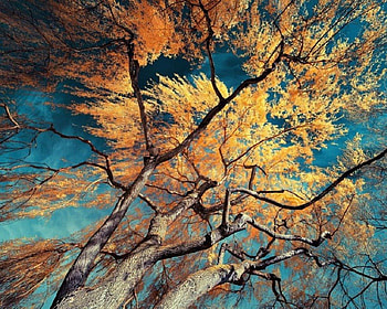 Foliage in the wind, wind, painting, autumn, nature, tree HD wallpaper