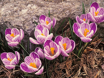 Spring Flowers, purple, pink, nature, flowers, spring HD wallpaper