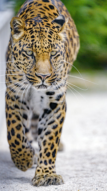 Animals, Leopard, Muzzle, Predator, Big Cat, Sight, Opinion HD phone wallpaper