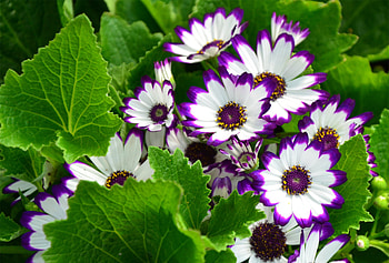FLOWERS, PETALS, LEAVES, NATURE, COLORS HD wallpaper