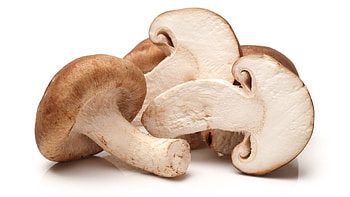 Archaeology of mushrooms, Shiitake, Chefs mandala, Mushrooms HD wallpaper