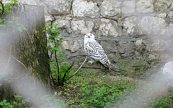 Animals, Grass, Stones, Owl, Bird, Predator HD wallpaper