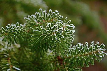 Close up, leaves, winter, green HD wallpaper