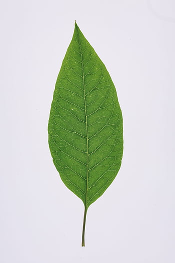 Detailed graph of a bright green leaf on a white background, showcasing leaf veins. HD phone wallpaper