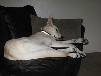 Camie snoozing, dogs, puppy, german sheperd HD wallpaper
