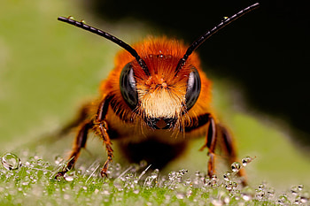 Drops, Macro, Eyes, Surface, Insect, Bee HD wallpaper