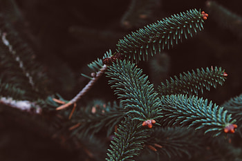Needle, Macro, Blur, Smooth, Branch, Spruce, Fir HD wallpaper