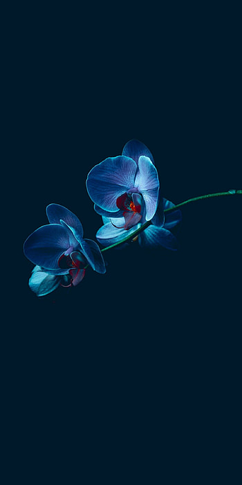 Blue orchid enchantment, Floral wonder, Captivating , Exquisite flowers HD phone wallpaper