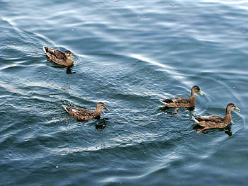 Group of ducks, ducks, lake michigan, duckies HD wallpaper