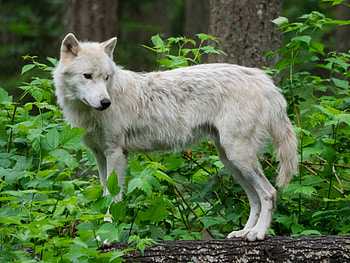 Animals, Wolf, Wildlife, Animal, Beast HD wallpaper