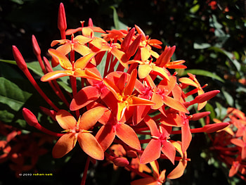 RED FLOWERS, flowers, sunlight, graphy HD wallpaper