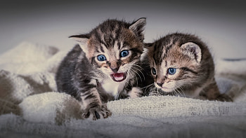 Animals, Cats, Couple, Pair, Fright, Kittens HD wallpaper