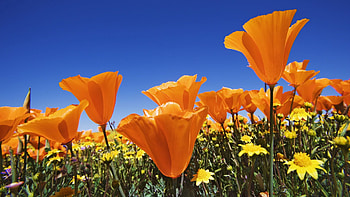 Flowers, Sky, Summer, Bright, Field, Different HD wallpaper