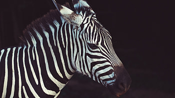 Close-up zebra profile, Detailed animal visuals, Striking zebra graphy, High-resolution HD wallpaper