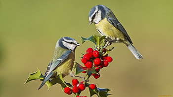 Birds, branch, animals, tits, blue tits, tree HD wallpaper
