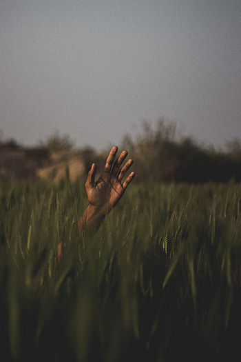 Nature, Grass, Hand, Blur, Smooth, Field HD phone wallpaper
