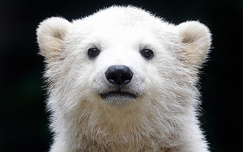 Extensive polar bear , Various options, Beautiful , quality HD wallpaper