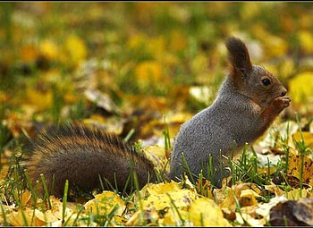 Cute Squirrel, cute, beautiful, , squirrel HD wallpaper