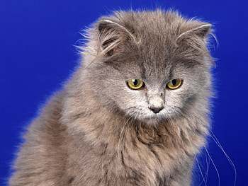 Animals, Cats HD wallpaper