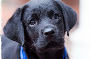 ღ Sweet look of Dog ღ, dog, sweet, black, look HD wallpaper
