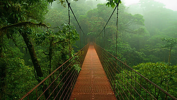 Canopy walkway, Rainforests HD wallpaper