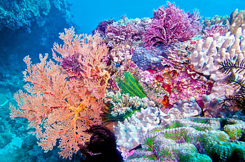 Boost from coral species, Underwater gardens HD wallpaper