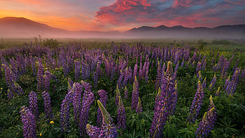 Purple Lupine Flowers Green Leaves Plants Field With Fog Mountains Background During Sunset Flowers HD wallpaper