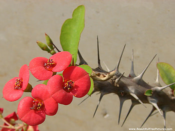 SPIKES AND BEAUTY, spikes, cactus, red, flower HD wallpaper