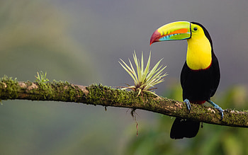 Toucan, branch, nature, bird HD wallpaper