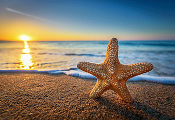 Sunset, Starfish HD wallpaper