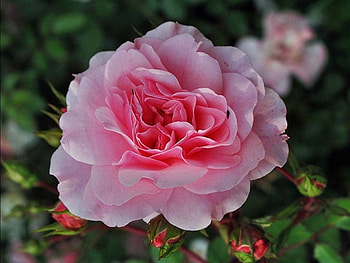 Soft Pink Rose, rose, pink, petals, nature, macro HD wallpaper