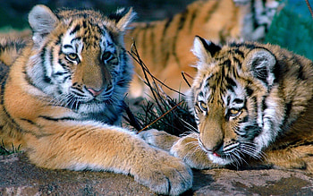 Animals, Tigers, Predators, Couple, Pair, To Lie Down, Lie, Family HD wallpaper