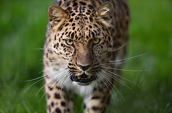 Leopard, curious, animal, predator, wild HD wallpaper