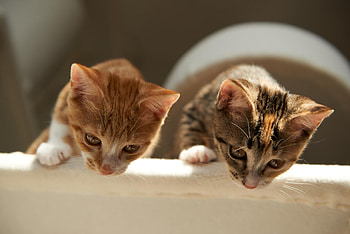 Cats, kitten, kitty, cute, sleepy, sleeping, beauty, animals, hat, sweet, cat, beautiful, paws, cat face, pretty, face, lovely HD wallpaper