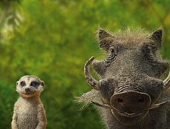 Timon And Pumbaa, the-lion-king, 2019-movies, movies, pumbaa HD wallpaper