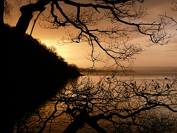 Nature, Twilight, Lake, Dark, Wood, Tree, Branches, Dusk HD wallpaper