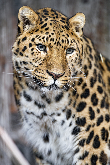 Animals, Leopard, Muzzle, Predator, Big Cat, Sight, Opinion HD phone wallpaper
